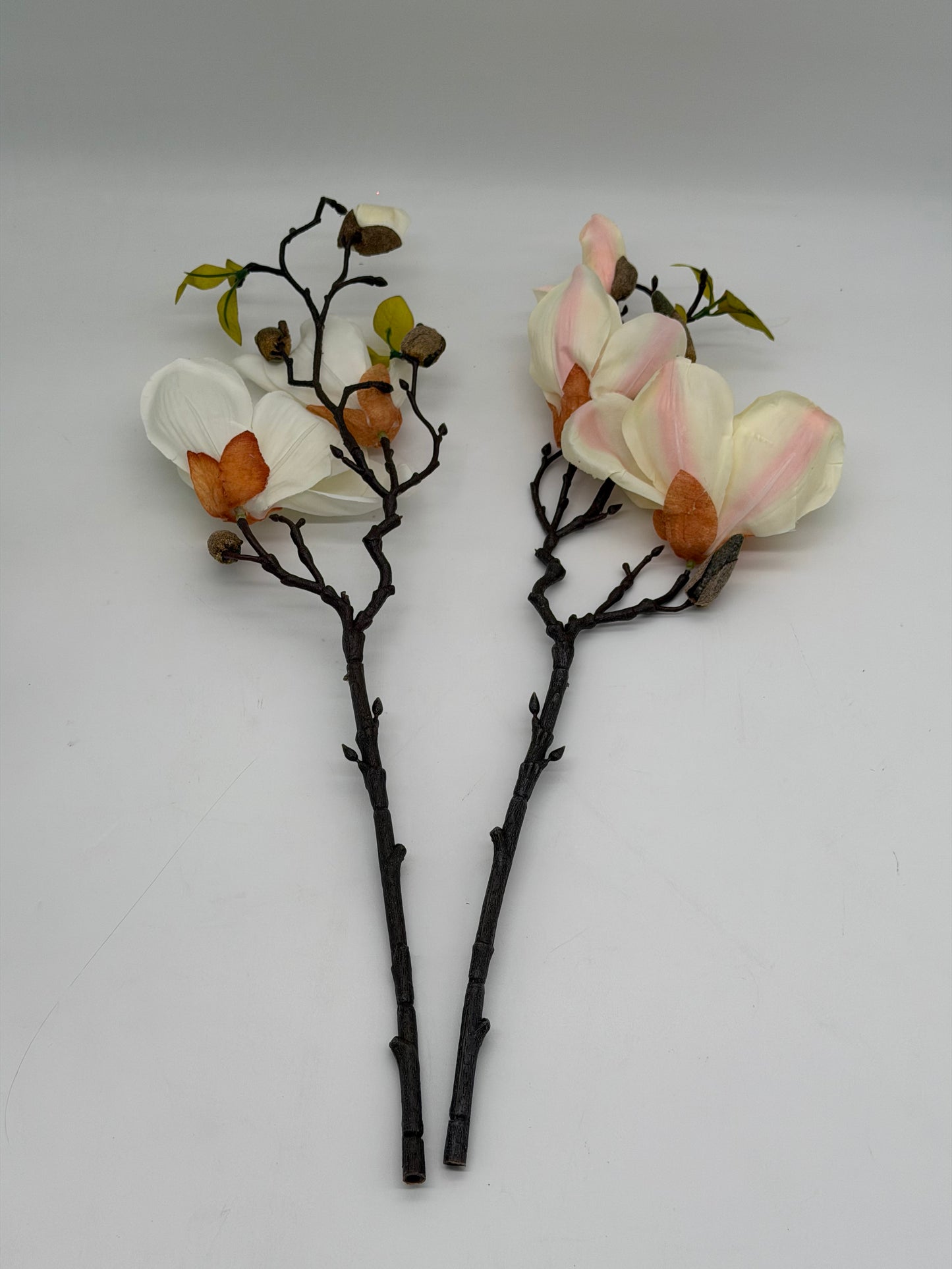 Magnolie 45cm 1 Stück