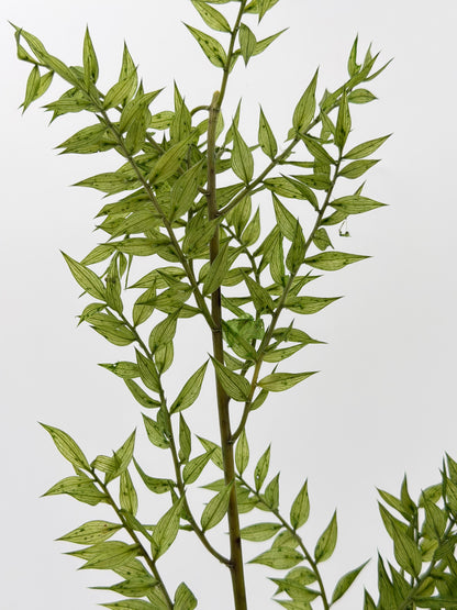 Ruscus grün