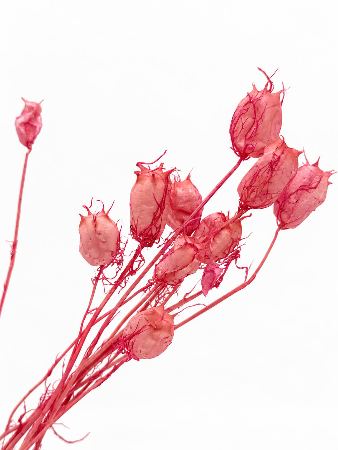 Nigella Samenkapseln Rosa Pink