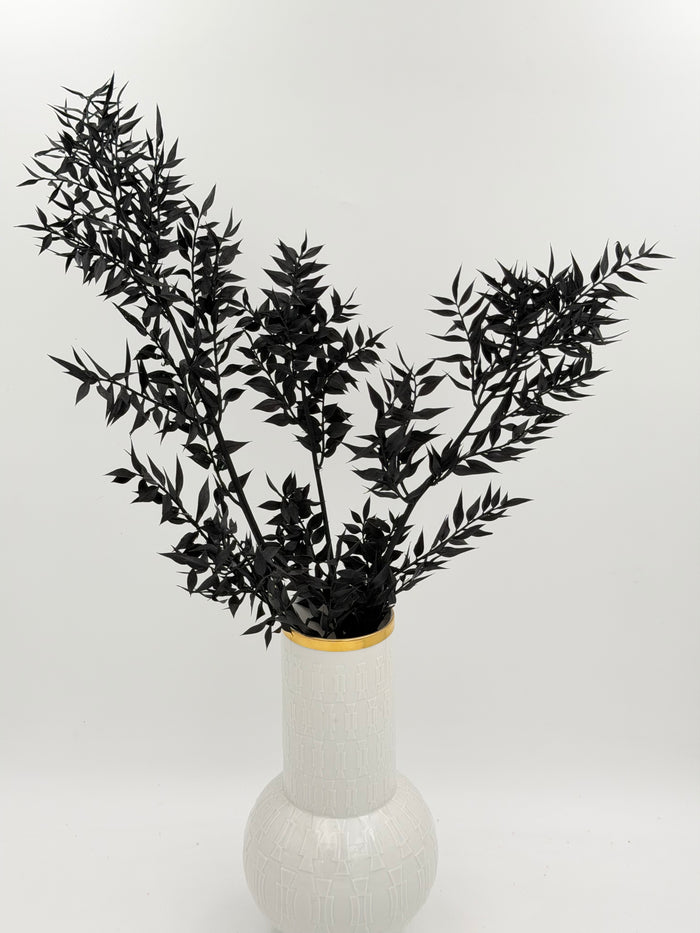 Ruscus schwarz