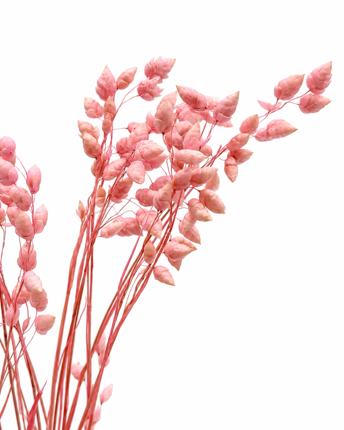 Briza rosa