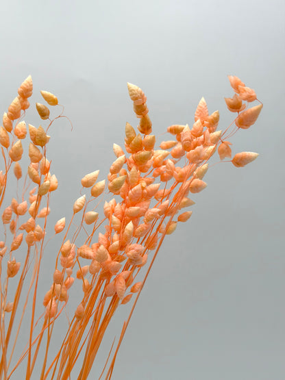 Briza apricot