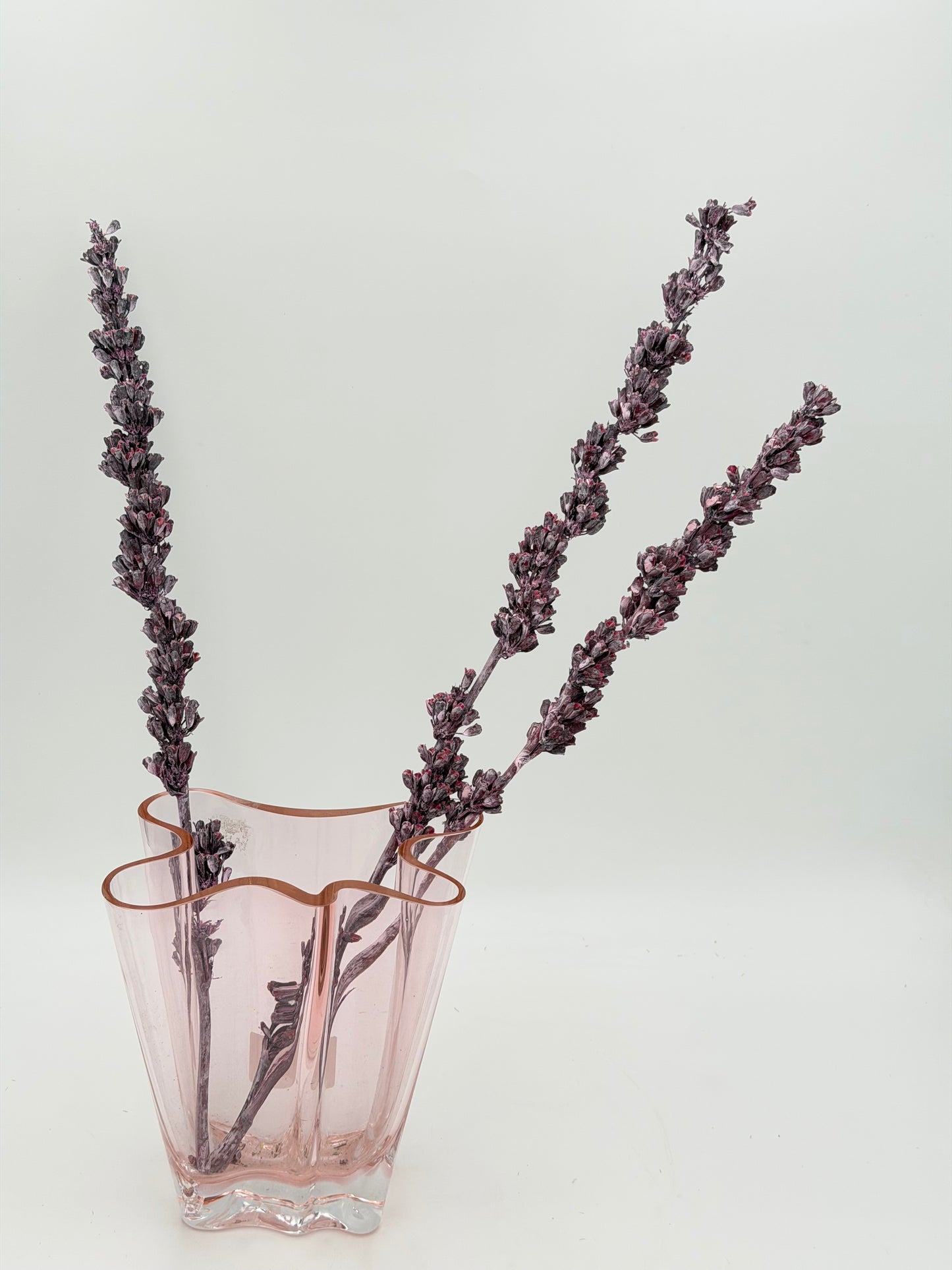 Aristea lila flieder frosted