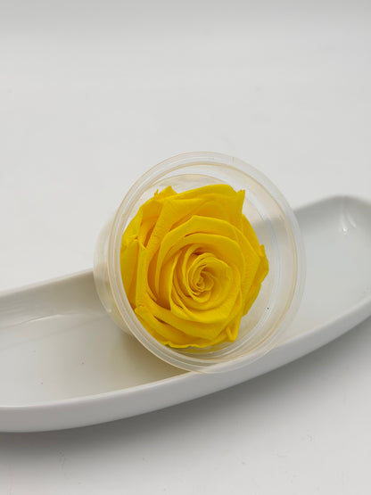 Blüte Infinity Rose gelb sunny bright yellow 1 Stück