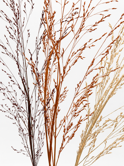 Panicum Ziergras Herbstmix Apricot Orange Bordeaux