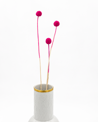 Craspedia pink 3er