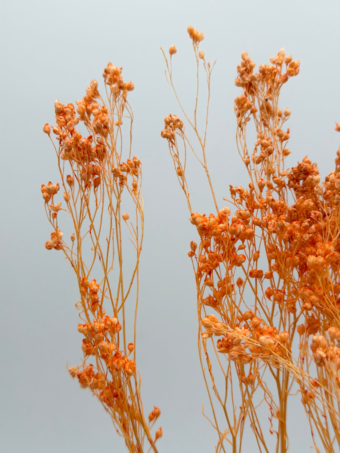 Broom Bloom apricot orange