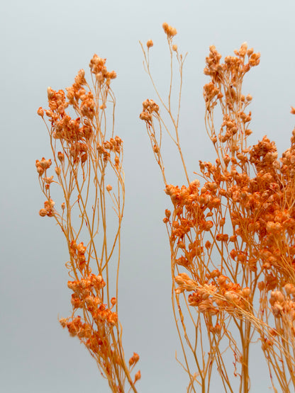 Broom Bloom apricot orange