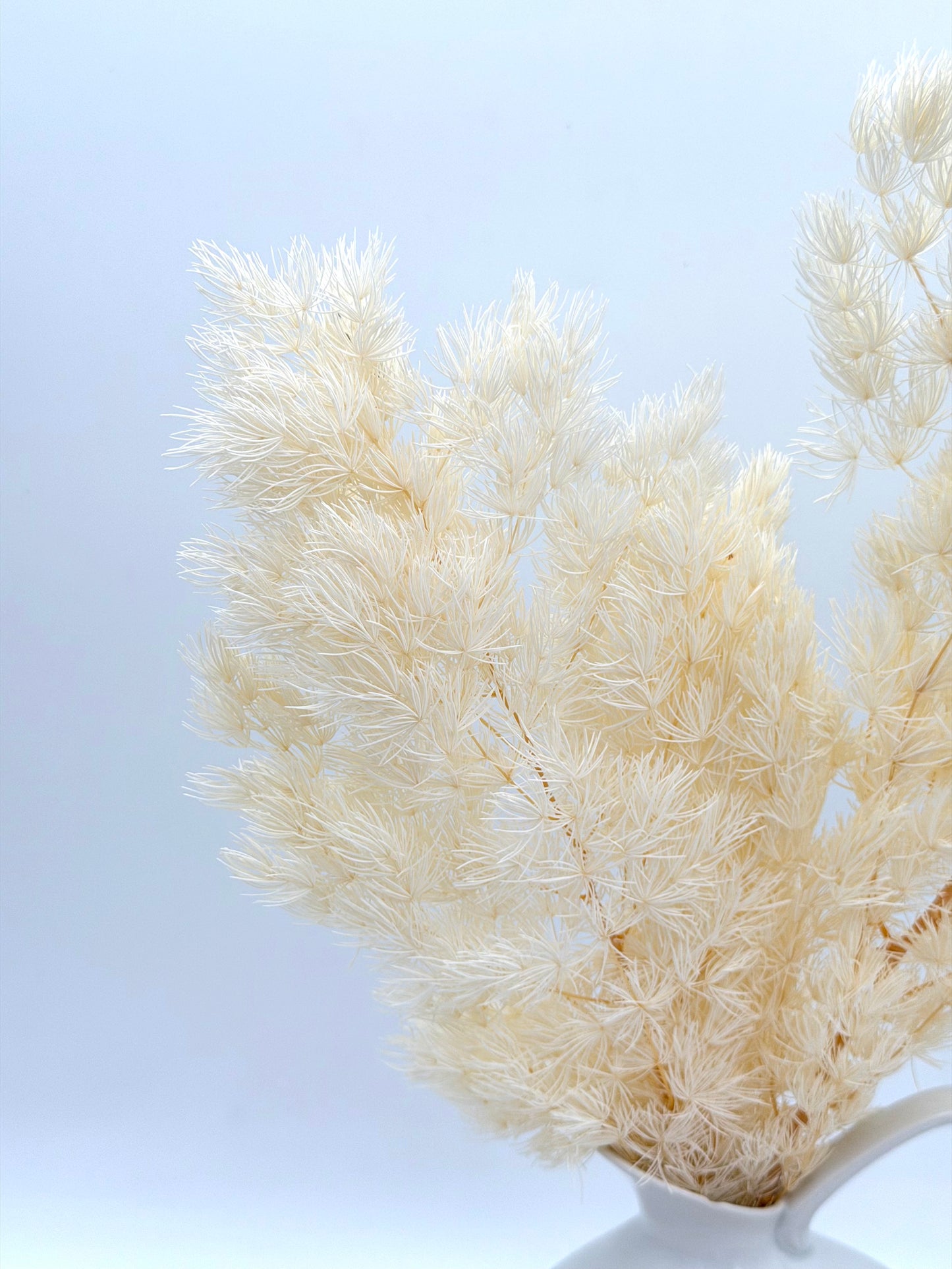 Asparagus weiß creme stabilisiert