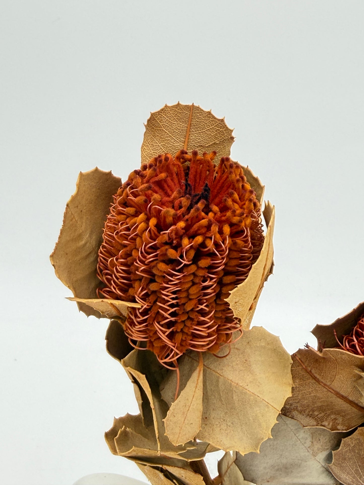 Banksia 2 Stück