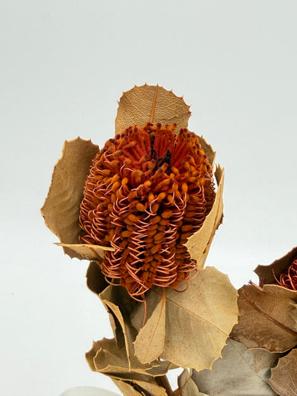 Banksia 2 Stück