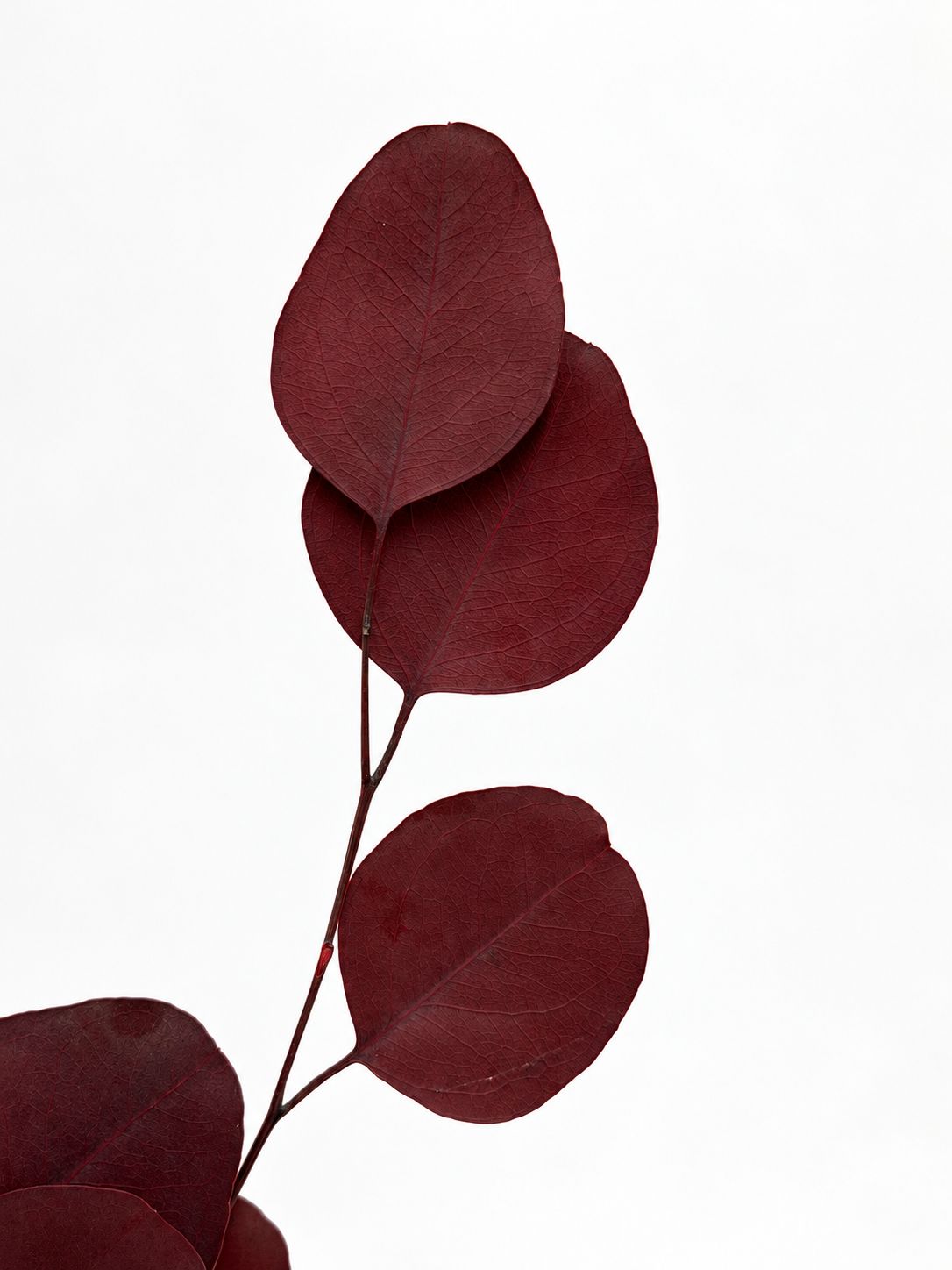 Eukalyptus Populus rot stabilisiert