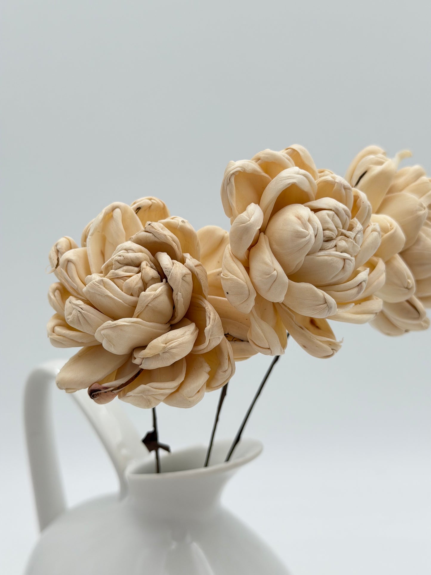 Blüte Dahlie Sola am Draht Natur