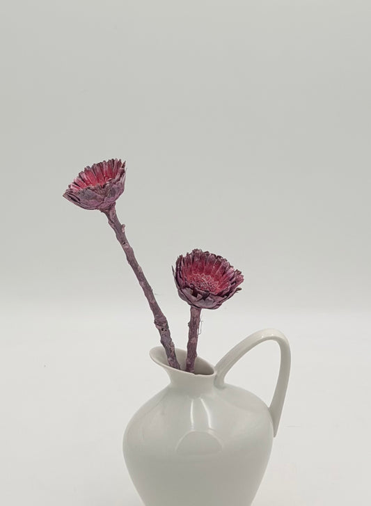 Protea geschnitten klein lila rosa frosted