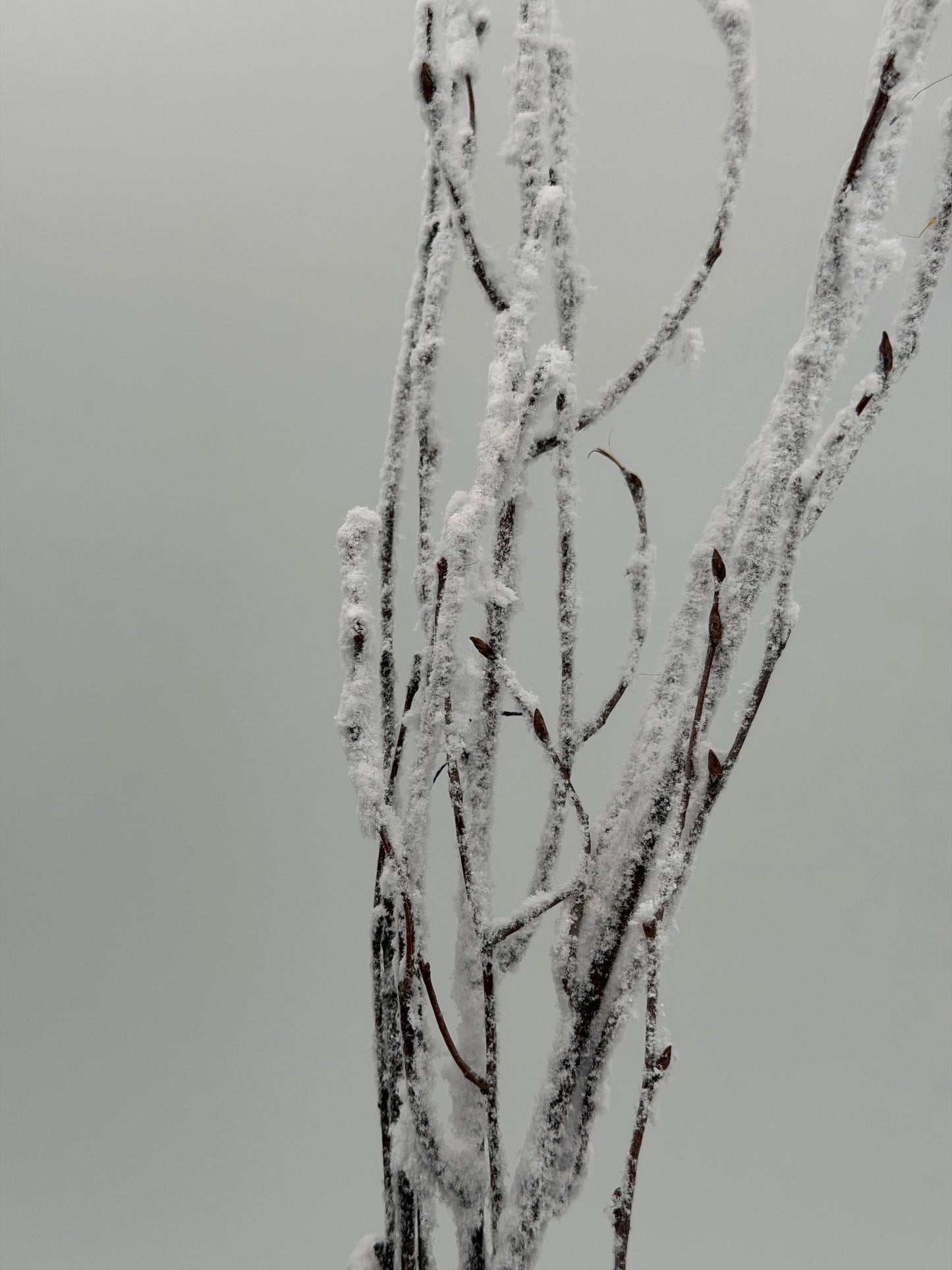 Birkenzweig beflockt Schnee