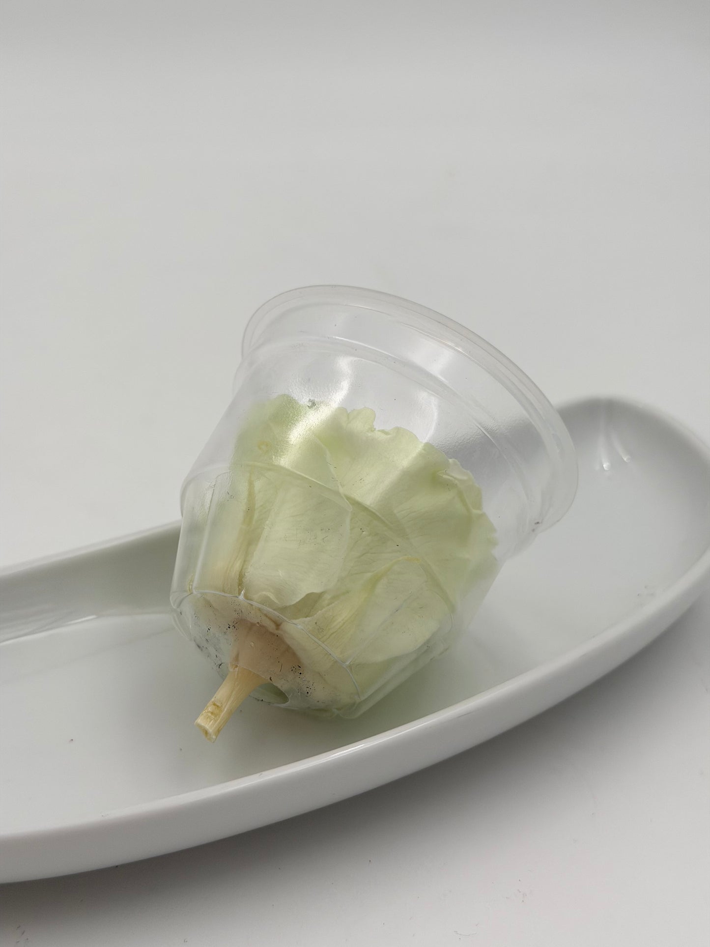 Blüte Infinity Rose weiß rosa grün Tricolor 1 Stück