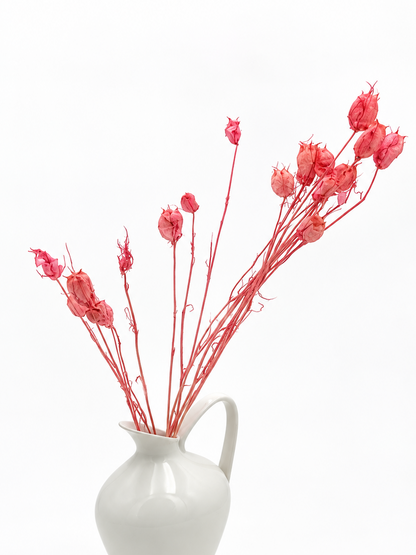 Nigella Samenkapseln Rosa Pink