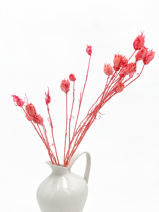 Nigella Samenkapseln Rosa Pink
