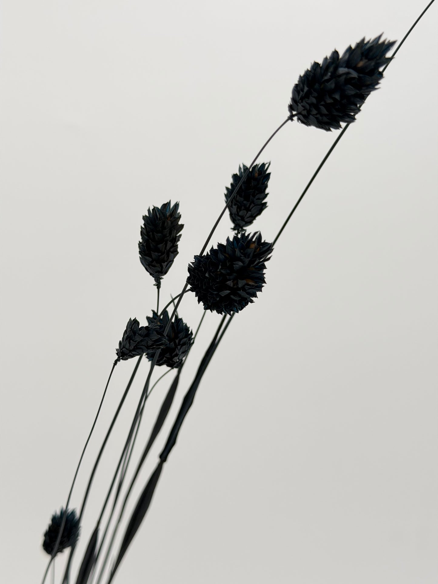 Phalaris schwarz