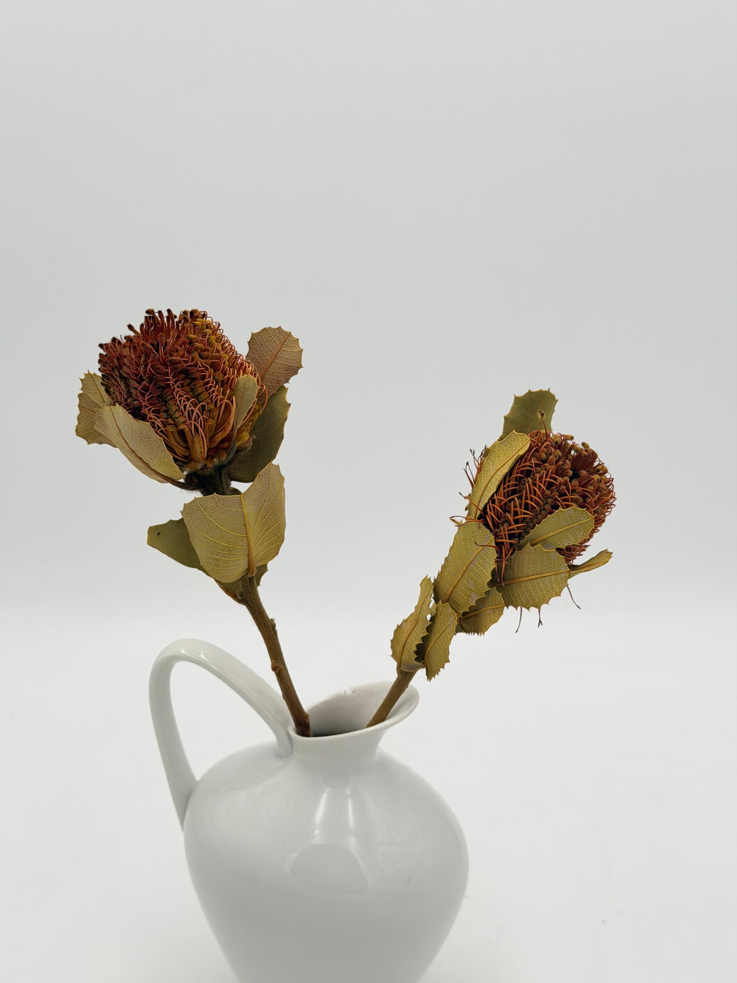 Banksia 2 Stück