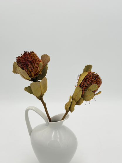 Banksia 2 Stück