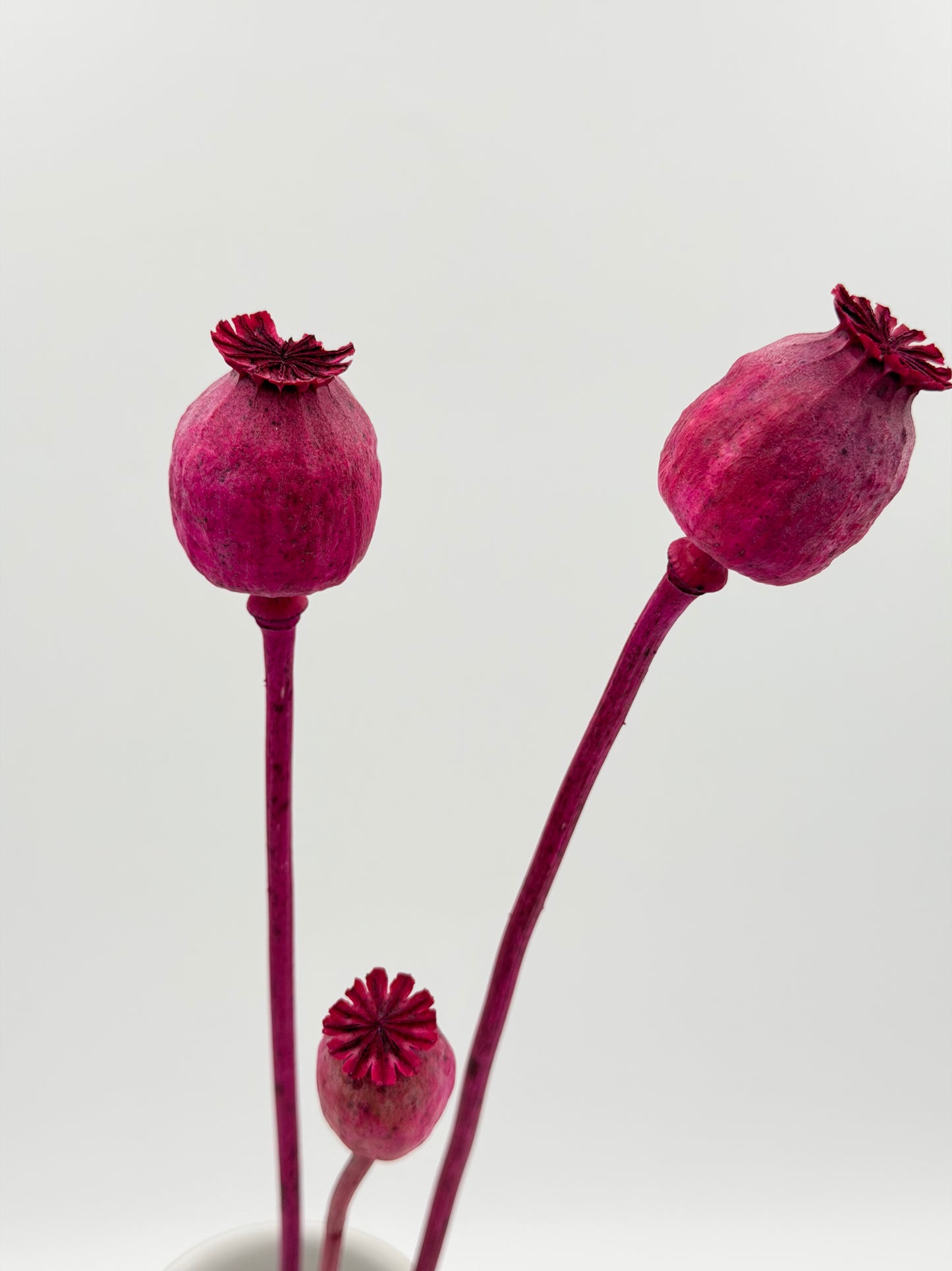 Mohnkapsel pink 3 Stück