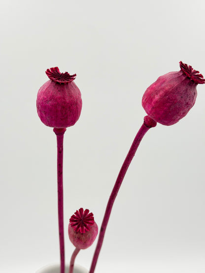 Mohnkapsel pink 3 Stück