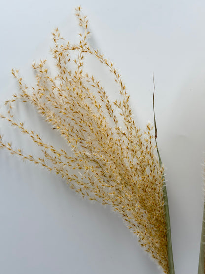 Pampas Stipha Federgras Stiel natur beige 3 Stück