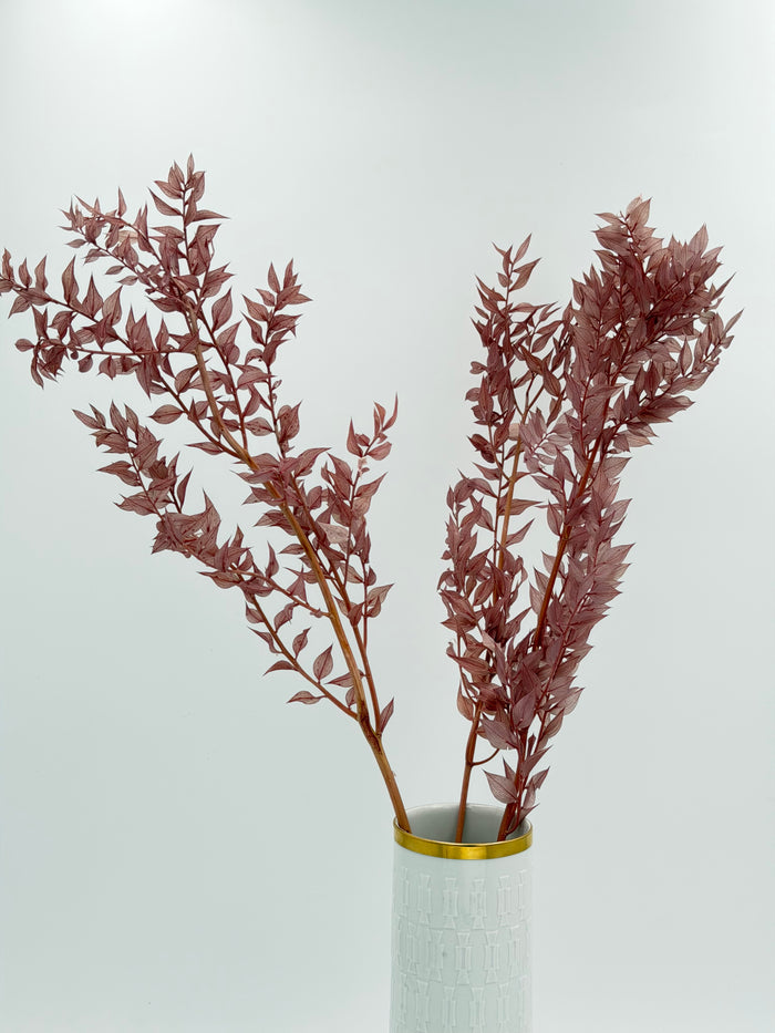 Ruscus altrosa