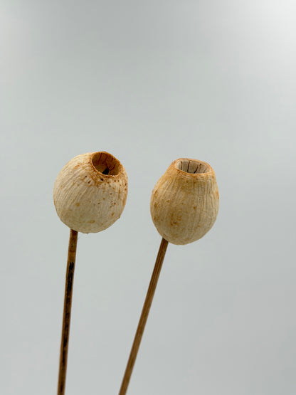 Getrocknete Samenkapsel am Holzstab creme Natur 2 Stück