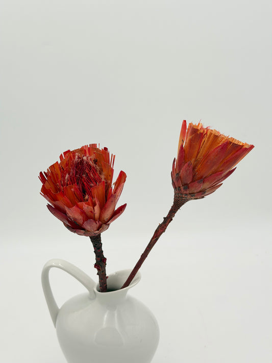 Protea halb offen orange 2 Stück