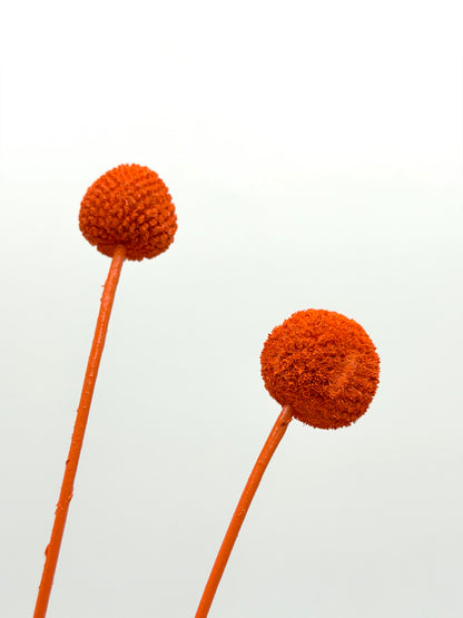 Craspedia orange 3er