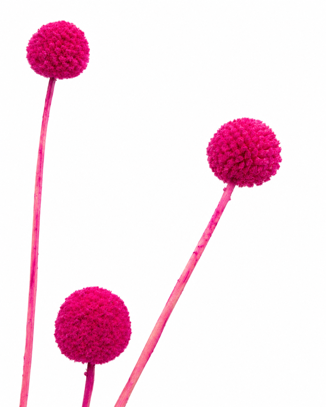Craspedia pink 3er