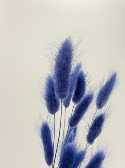 Lagurus blau