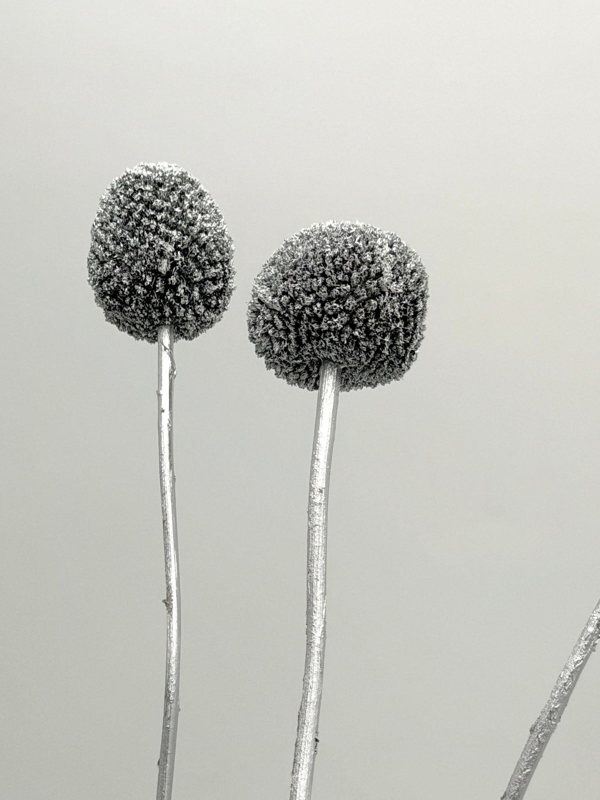 Craspedia silber 3er