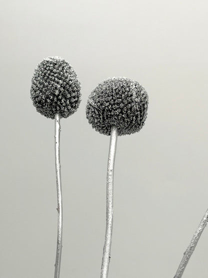 Craspedia silber 3er