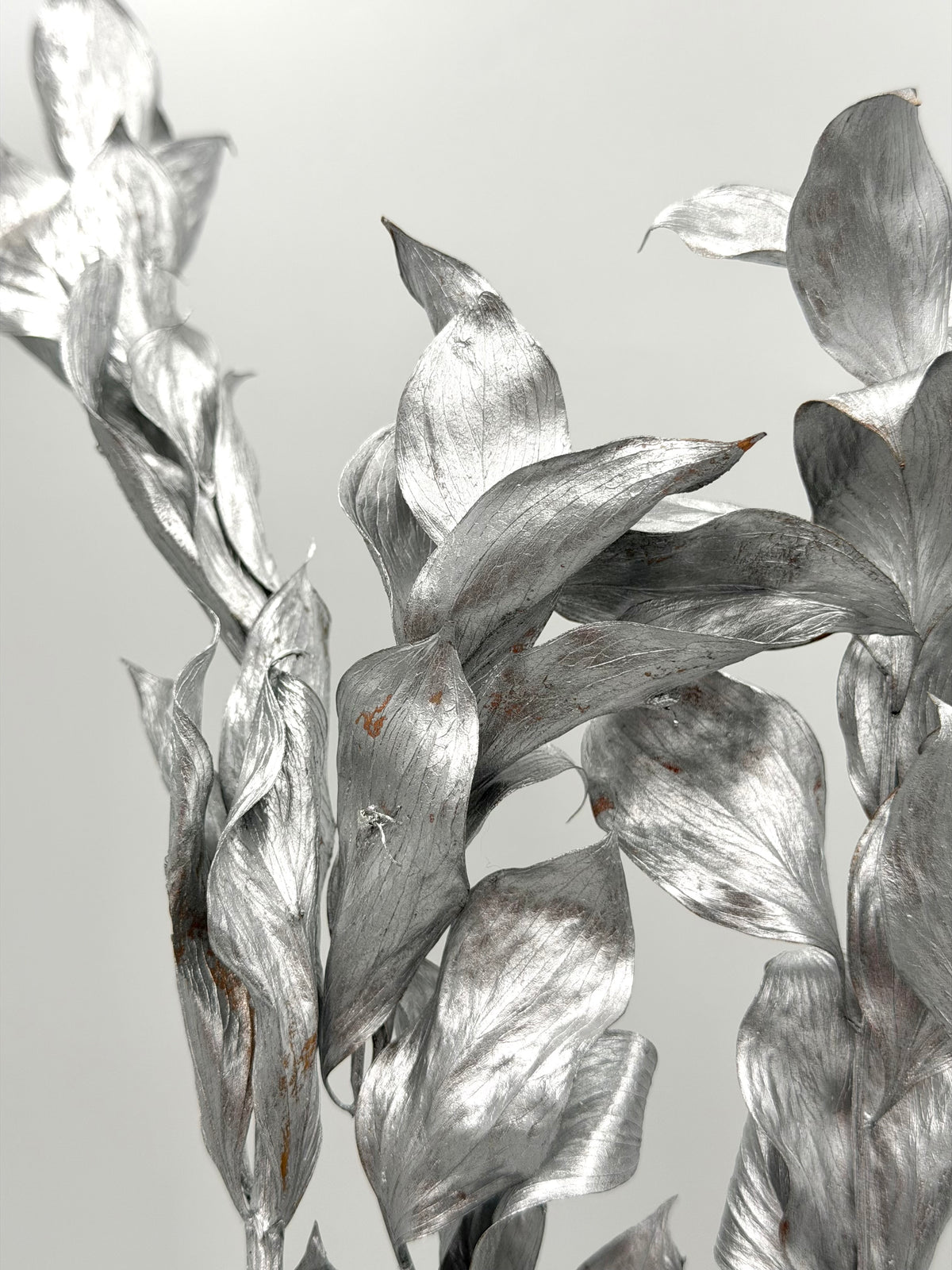 Ruscus großblättrig silber