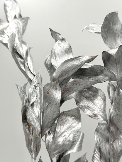 Ruscus großblättrig silber