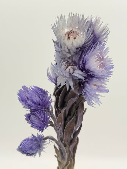 Capblume Strohblume flieder blau
