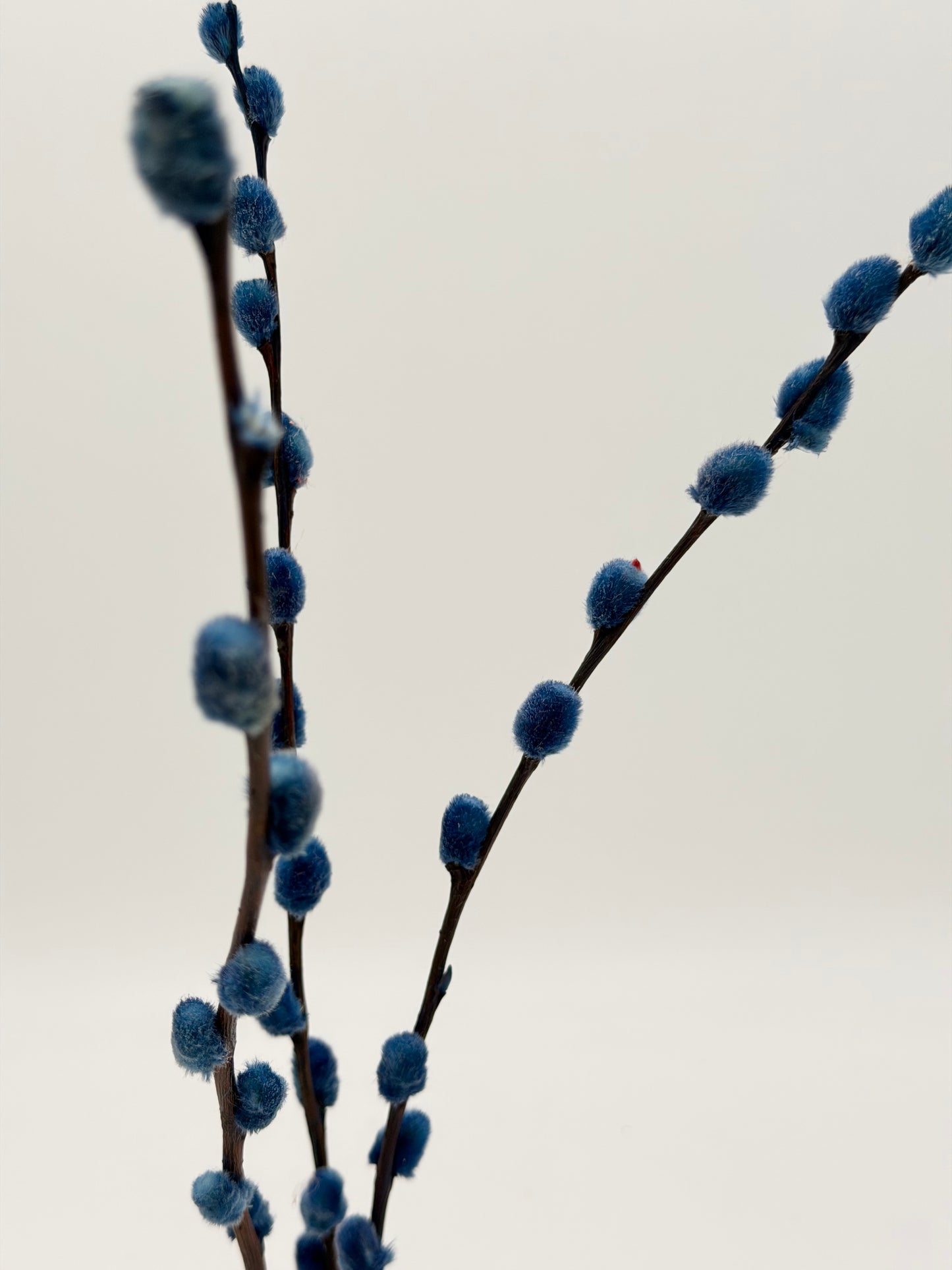 Weidenkätzchen blau 3er