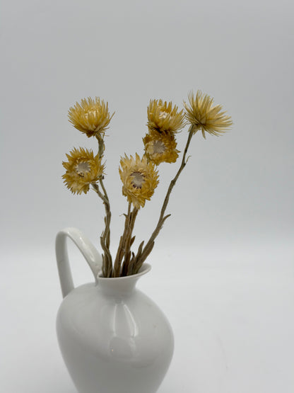 Capblume Strohblume natur