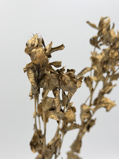 Carthamus gold
