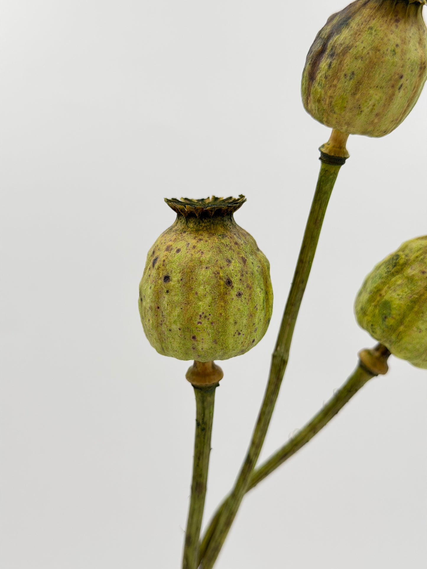 Mohnkapsel grün 3 Stück