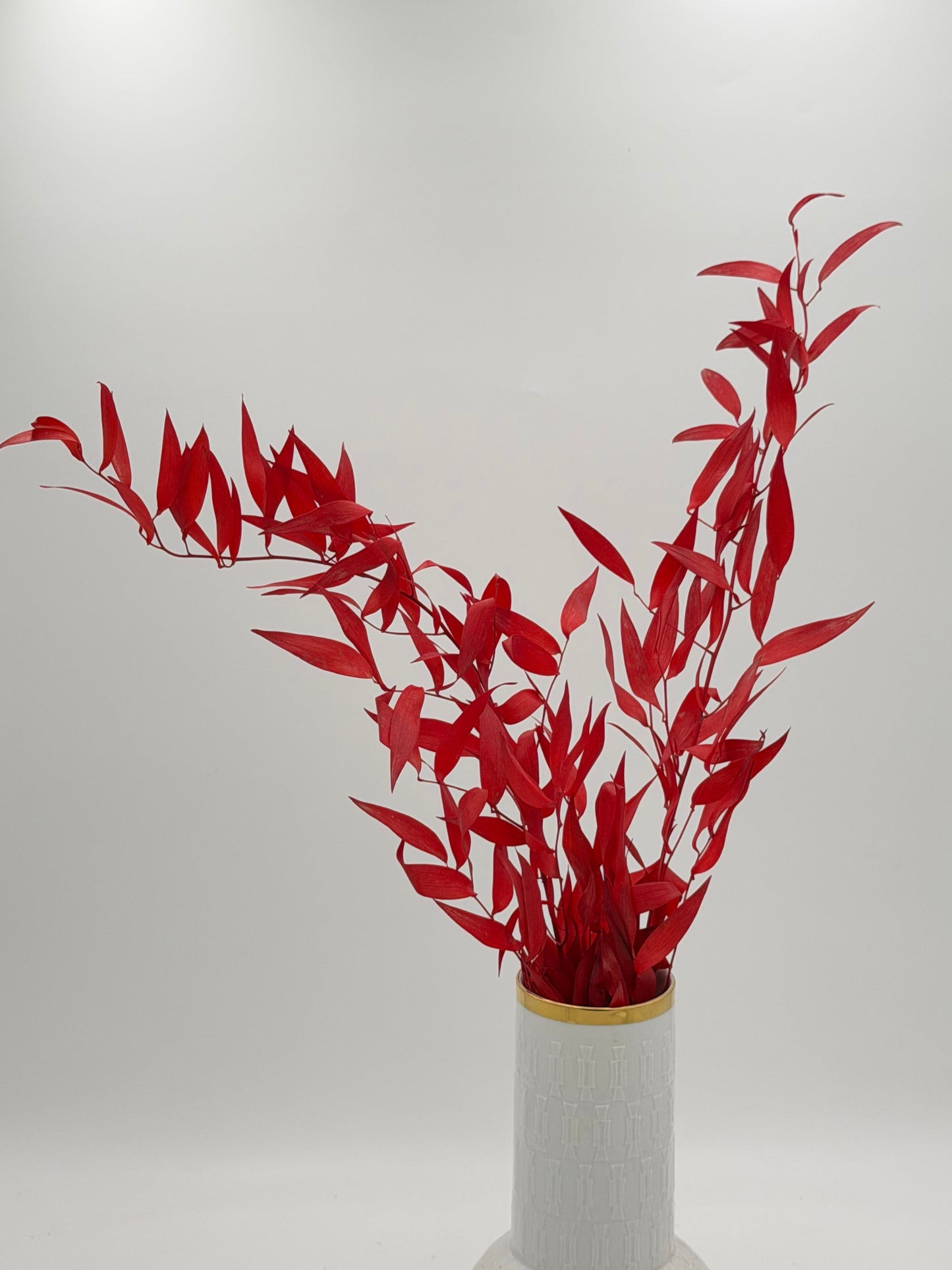 Ruscus stabilisiert rot