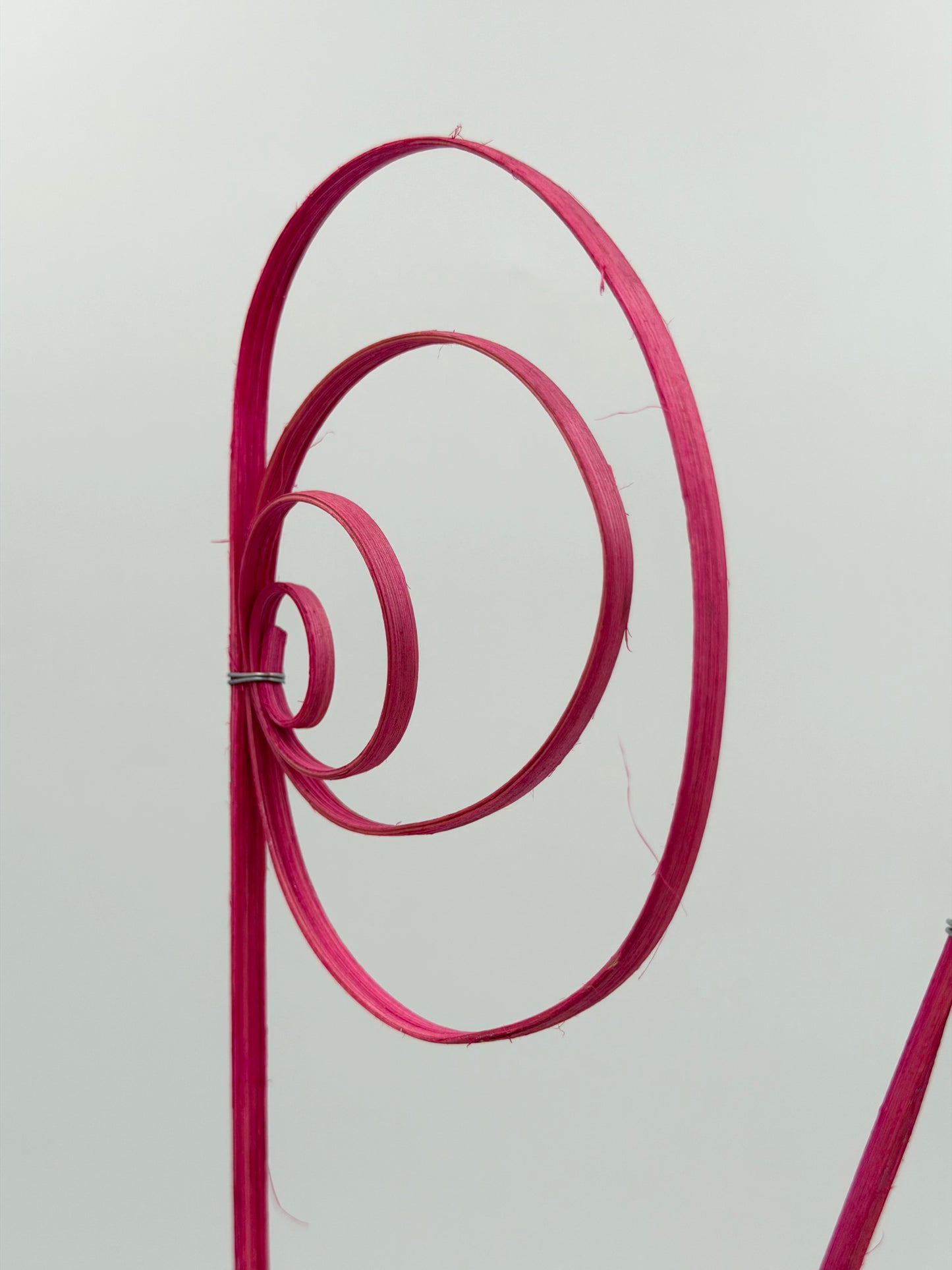 Cane Coil pink 3 Stück