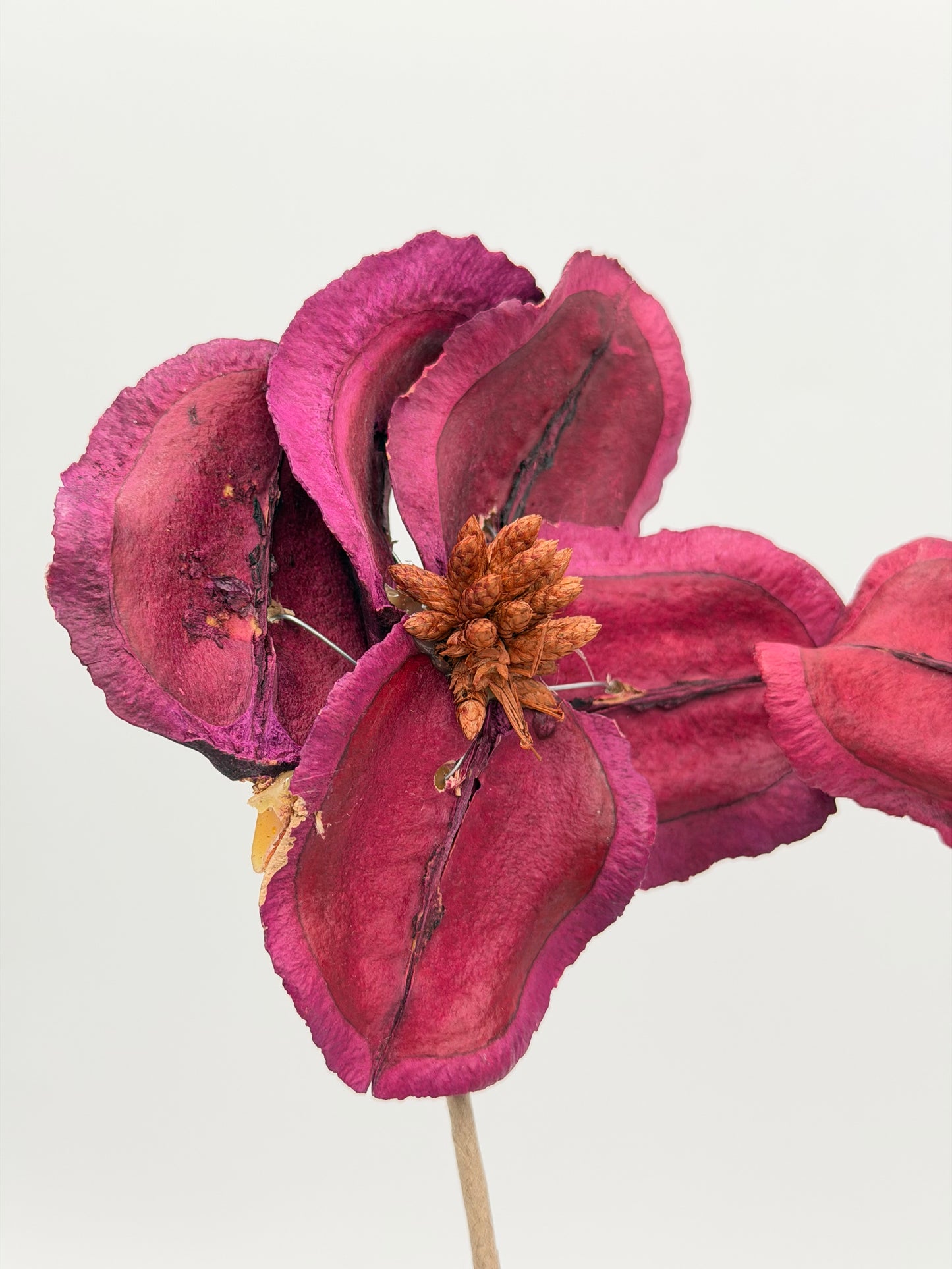 Holzblüte Jacaranda am Stiel Beere 2 Stück