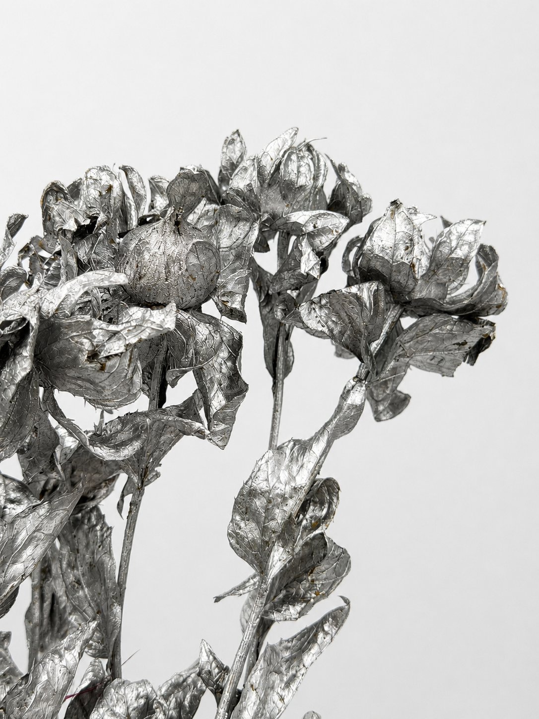 Carthamus silber