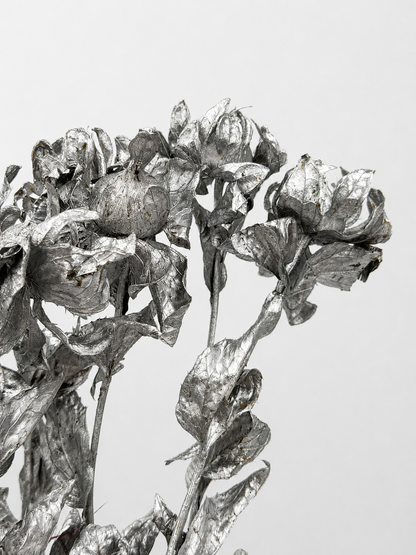 Carthamus silber