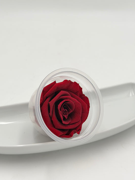 Blüte Infinity Rose lulu rot delightfulnees magenta 1 Stück