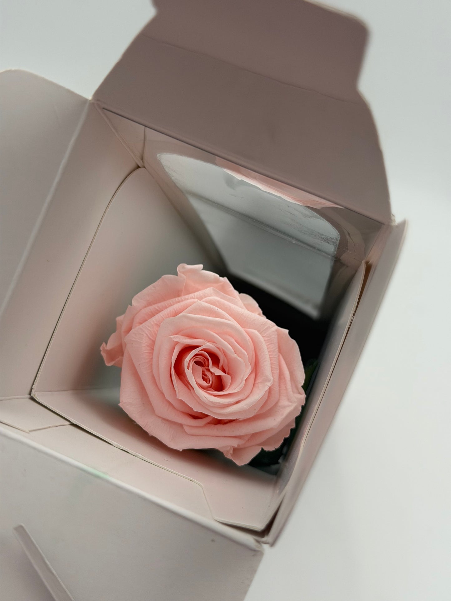 Infinity Rose mit Stiel rosa rosewood 50 cm
